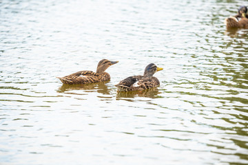 Duck family is swimming on a small pond
