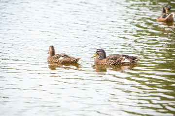 Fototapeta premium Duck family is swimming on a small pond