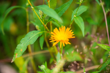 Focus on flowers and plants with beautiful colors