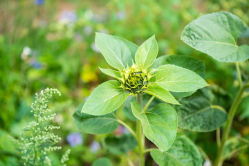 Focus on flowers and plants with beautiful colors