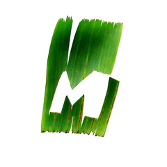 M One letter green tropical leaf alphabet isolated