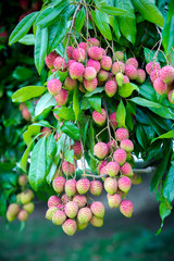 Brunch of fresh lychee fruits hanging on green tree.