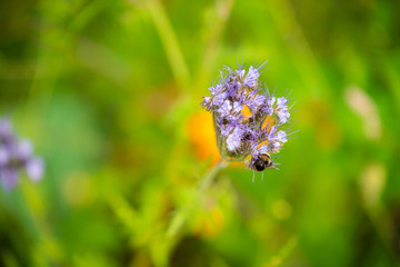 Focus on flowers and plants with beautiful colors