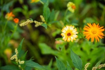 Focus on flowers and plants with beautiful colors