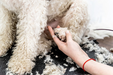 bichon frise dog paw hair being groomed by professional groomer