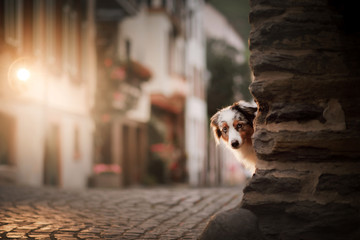 dog in the evening the light of lanterns. Australian shepherd in old town. Pet in the city center