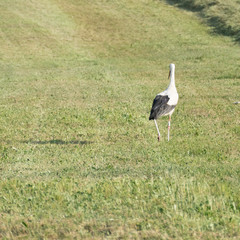 Ciconia ciconia, white stork, from behind walking across a fresh mowed green grassland. In the green environment around the animal there is copy space.