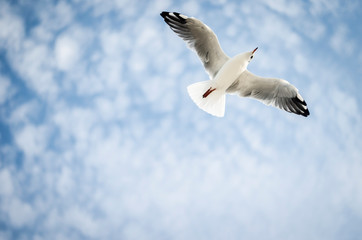 SEAGULL