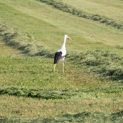 Ciconia ciconia, white stork, with black and white feathers and a long red bill standing in a fresh mowed green field with two swaths. Copy space around the animal and the blurred green background. 