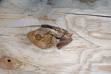 Venature del legno