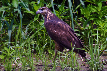 Cienaga de Guineo en el Chocó, Colombia.