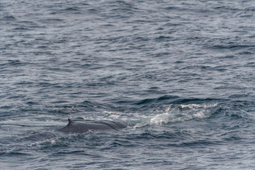 Blue whale (Balaenoptera musculus) on the surface off the coast of Baja California.