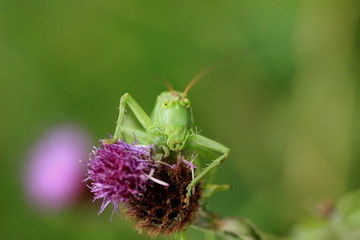 Grande sauterelle verte