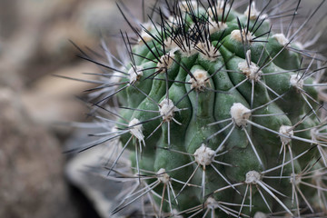 Cactus are beautiful plants. Thorny mysterious plants.