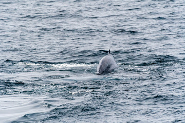 Obraz premium Blue whale (Balaenoptera musculus) on the surface off the coast of Baja California.
