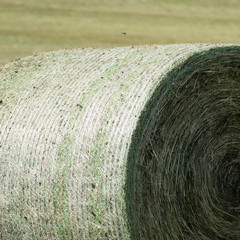 One compressed hay roll with detail on the white and green colored round bale net. The dried grassland plants are compressed and bounded by a baler. Copy space in the blurred background.