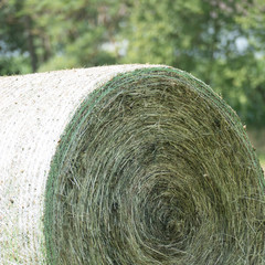 Detail of the compressed and bounded grassland plants of a hay roll. The hay bale is bounded with a round bale net by a baler. Copy space in the green environment in the background.
