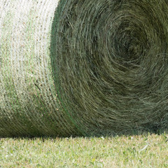 Detail of one round hay bale lying in a green grassland. The hay roll is compressed and bounded by a baler. The round bale net is in the colors green and white. Copy space in the meadow.