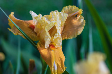 Fototapeta na wymiar Delicate and lovely iris flower
