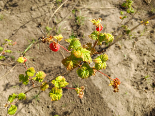Raspberry berry