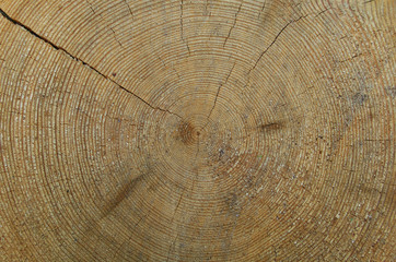 wood rings on the stump in big wood