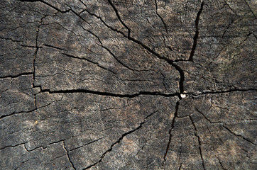 Old wood in my garden