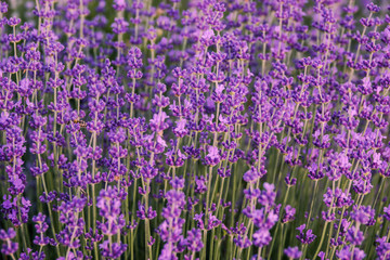 Naklejka premium Close up lavender flowers with selective focus. Lavender texture background