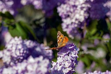 Delicate and lovely  lilac.