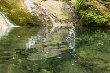 splash of water in a small italian lake among a dense lush vegetation