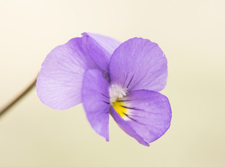Viola crassiuscula beautiful wild violet Sierra Nevada endemic on light brown with filtered and sifted light