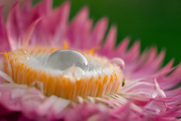 Pink flower petals, macro on flower, beautiful abstract background