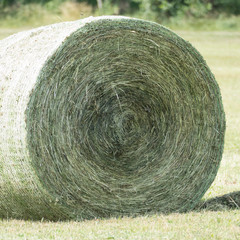 Detail of one rounded hay roll in the meadow for hay harvest. The hay bale consists of dried grassland plants and is compressed in a round bale net with the colors white and green. 