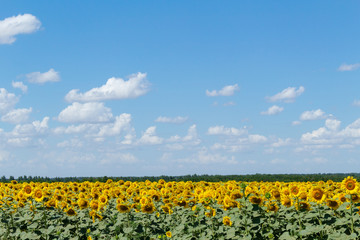 Obraz premium Sunflowers on the blue sky background agriculture farming rural economy agronomy concept
