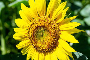 Fototapeta premium Sunflowers close up agriculture farming rural economy agronomy concept selective focus
