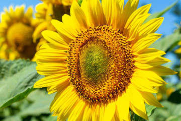 Sunflowers close up agriculture farming rural economy agronomy concept selective focus