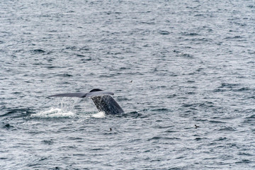 Fototapeta premium Blue Whale (Balaenoptera musculus) showing tail flukes as it dives deep in the ocean near Svalbard, Norway.