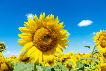 Fototapeta premium Sunflowers on the blue sky background agriculture farming rural economy agronomy concept
