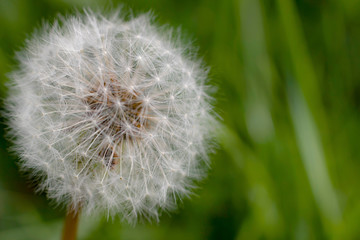 Dandelion on green background