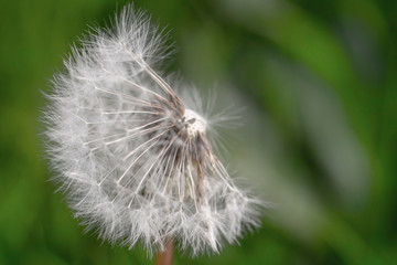 Dandelion on green background