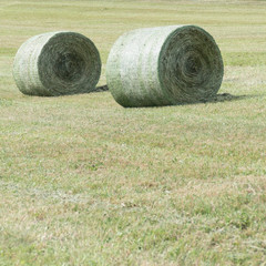 Two hay bales from the side in a green meadow. The hay rolls are bounded with a green and white round bale net. In the front of the picture, in the green grassland, there is copy space.