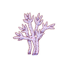 Sea, ocean and marine coral, plant from marine reef.