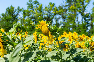 Fototapeta premium Sunflowers on the blue sky background agriculture farming rural economy agronomy concept
