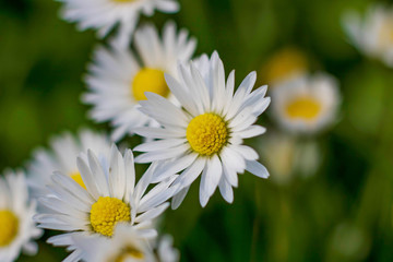 Fototapeta premium daisies in the garden