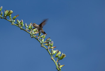 Hummingbird Gathering Nectar in Arizona Desert