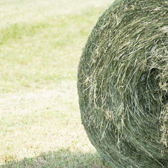 On the one half of the image focusing on a round silage bale consisting of dried and compressed grassland plants with a round bale net and on the other half there is a blurred green meadow.