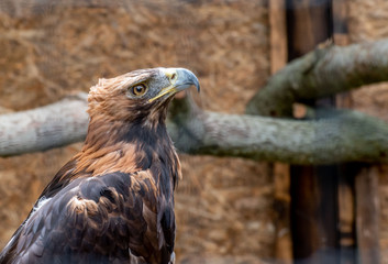 Golden Eagle  Head Close Up