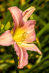 Lily is one of the favourite plants for gardeners wishing to brighten up a border throughout the summer