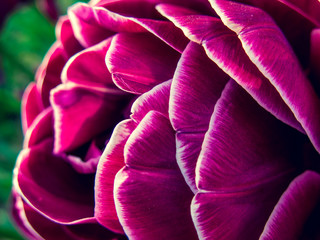 Tulip flower elements close-up