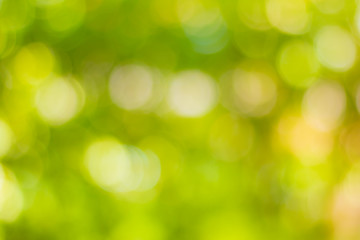 Obraz premium green nature ligth background, abstract green bokeh, blur