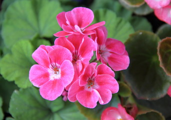 Fototapeta premium Geranio zonale.